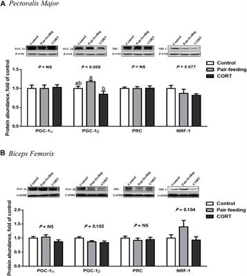 Reduced PGC-1β protein expression may underlie corticosterone inhibition of mitochondrial biogenesis and oxidative phosphorylation in chicken muscles